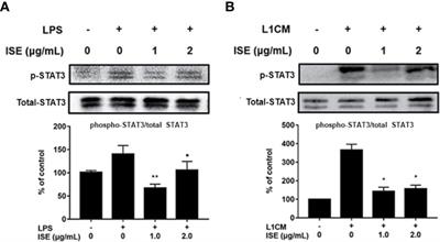 Corrigendum: Inonotus sanghuang Polyphenols Attenuate Inflammatory Response Via Modulating the Crosstalk Between Macrophages and Adipocytes